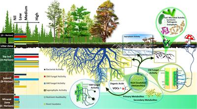Metabolic niches in the rhizosphere microbiome: dependence on soil horizons, root traits and climate variables in forest ecosystems